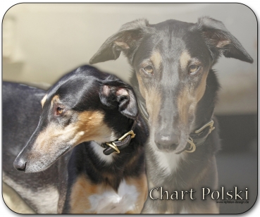 Mousepad Chart Polski (Polnischer Windhund) #3